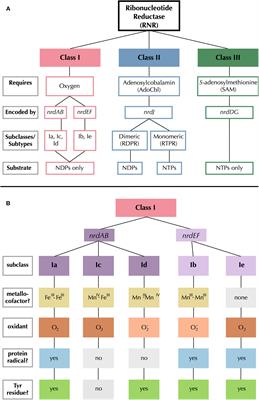 Reannotation of the Ribonucleotide Reductase in a Cyanophage Reveals Life History Strategies Within the Virioplankton